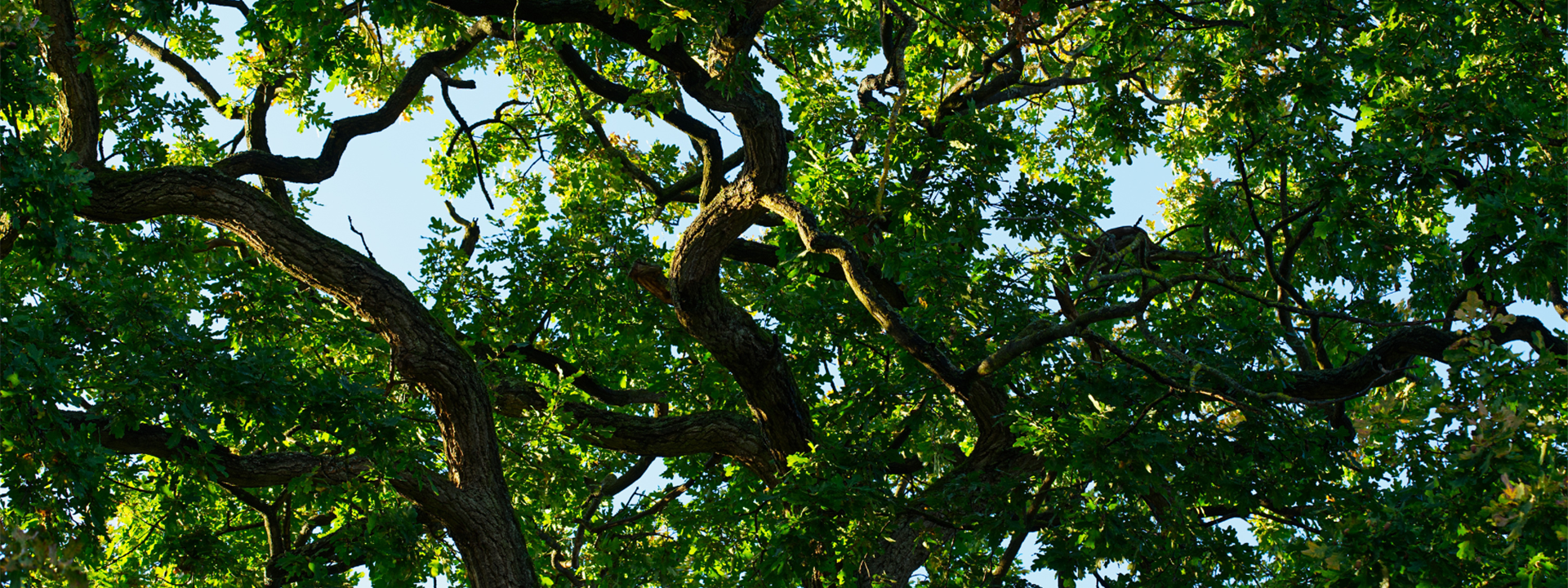 Resilience To Disruption Newsletter Article Website Banner